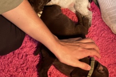 Puppies-2