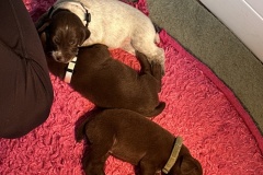 Puppies