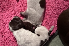 Ticked-Puppies