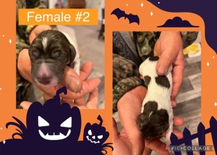 female-2