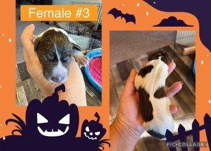 female-3