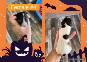 female-4