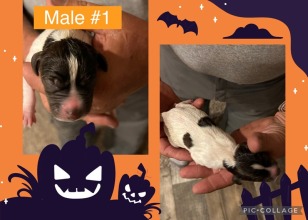 male-1