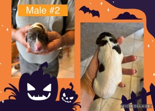 male-2