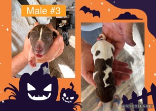 male-3