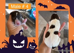 male-4