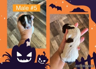 male-5