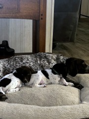 wink-wrango-puppies-1