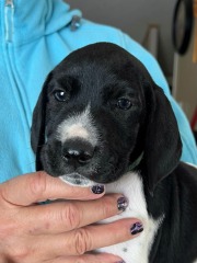 wink-wrango-puppies-dark-green-boy-2