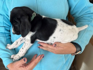 wink-wrango-puppies-dark-green-boy
