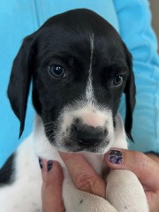 wink-wrango-puppies-light-blue-boy-2