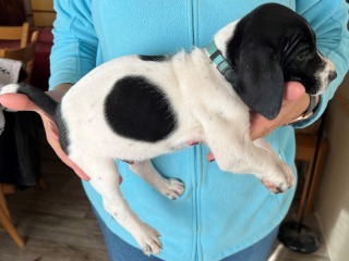 wink-wrango-puppies-light-blue-boy