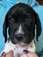 wink-wrango-puppies-red-boy-2