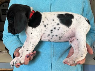 wink-wrango-puppies-red-boy