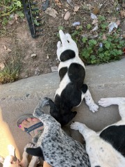 wrango-wink-puppies-2
