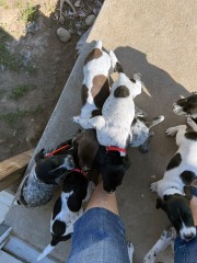 wrango-wink-puppies