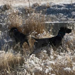 Packer and Roscoe Hunting