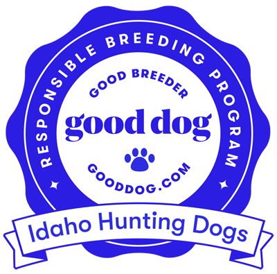 Good Dog - Idaho Hunting Dogs