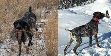 Raven and Ruger